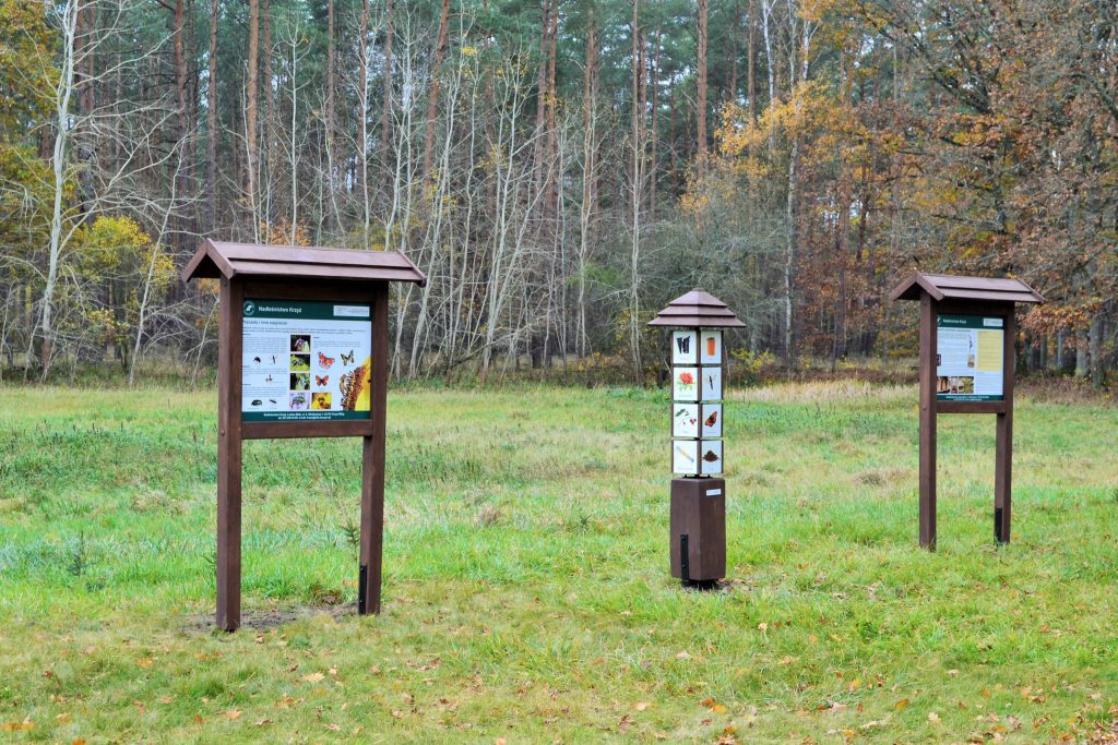 Wiedza Pszczela Las Wybiera