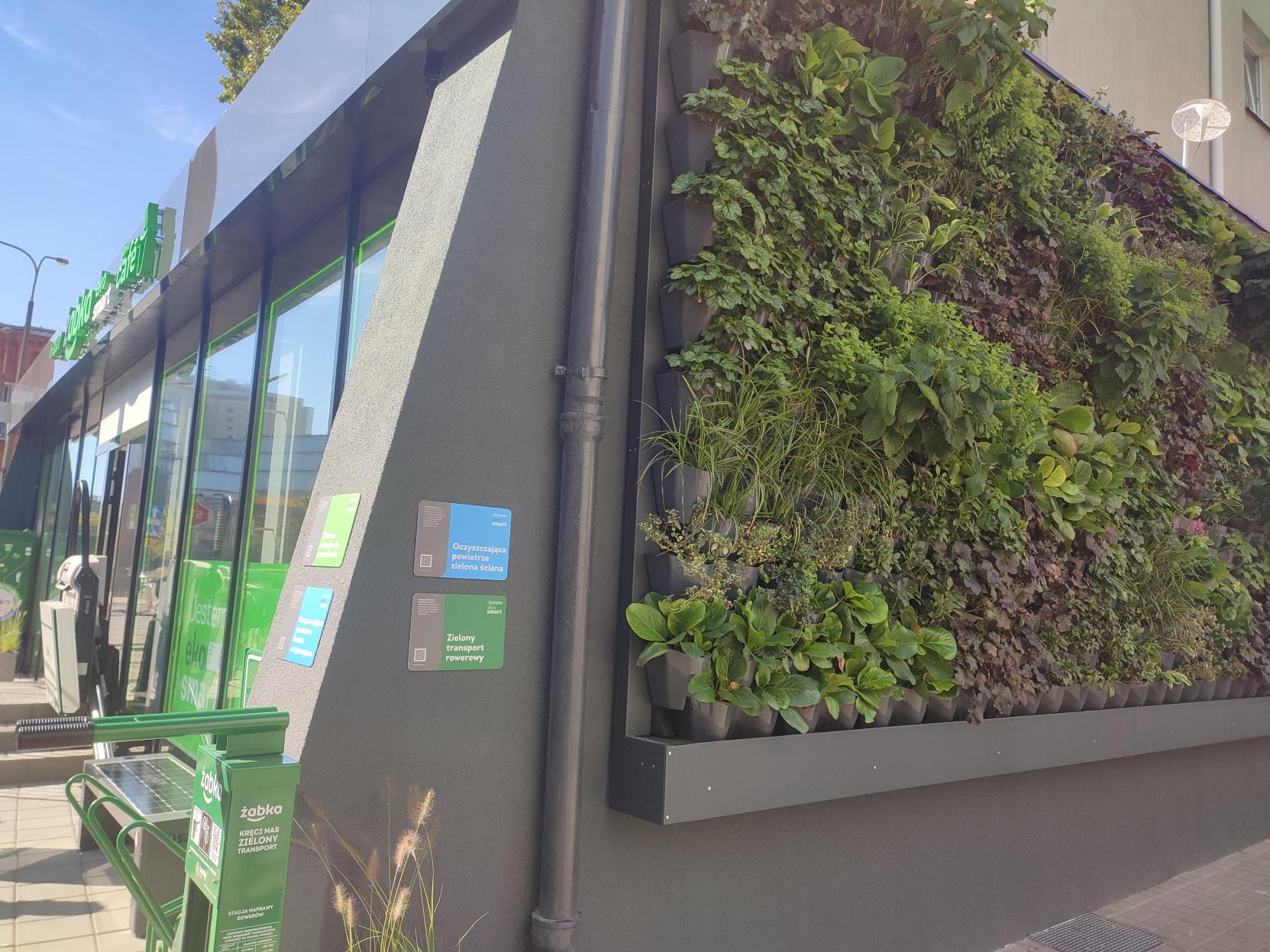 Zielona ściana z roślin.