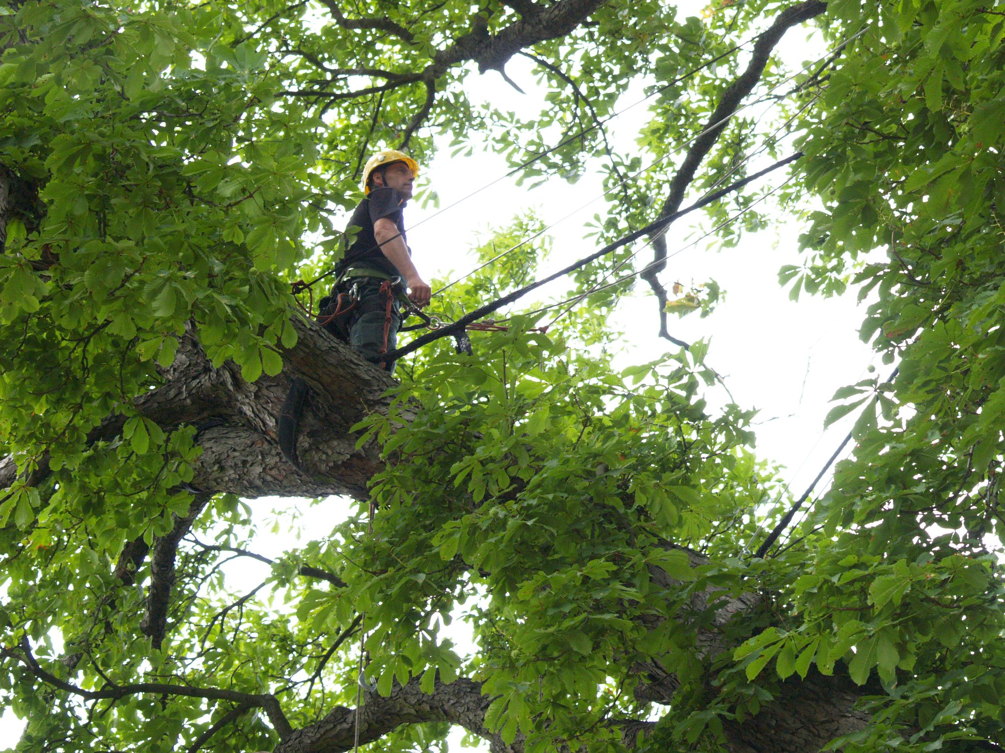 Jedna osoba znajduje się na drzewie.