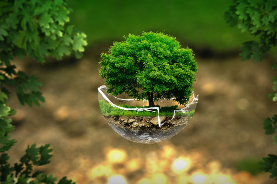 Na zdjęciu znajduje się małe drzewo.