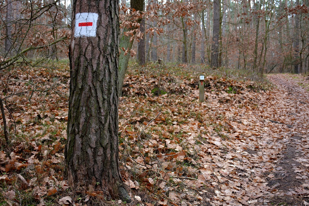 Zdjęcie przedstawia oznaczenie trasy oraz słupek kontrolny do biegów na orientację.