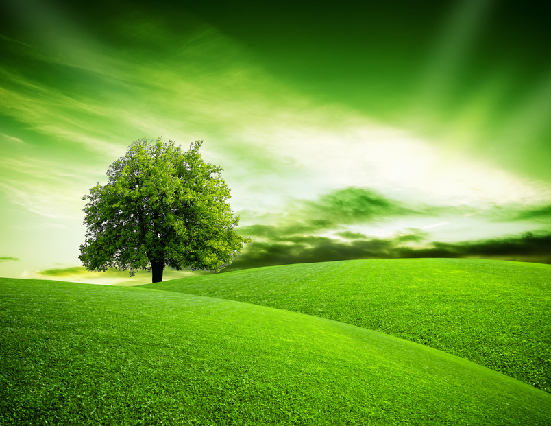 Zielone drzewo na zielonej łące - grafika.