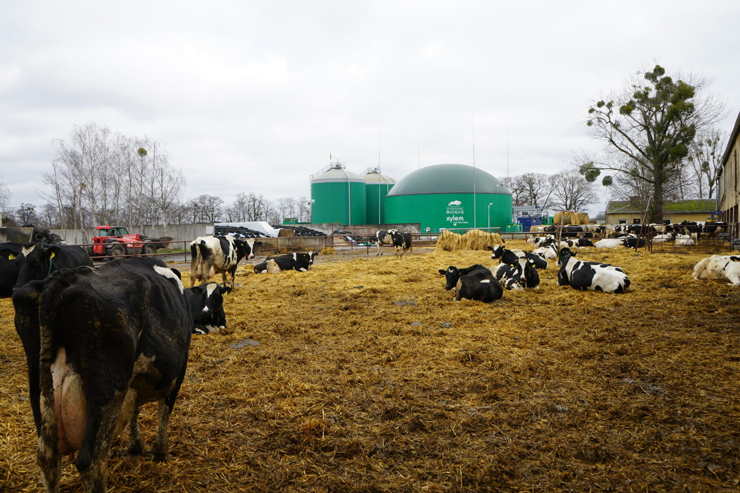 Zewnętrzna zagroda z krowami