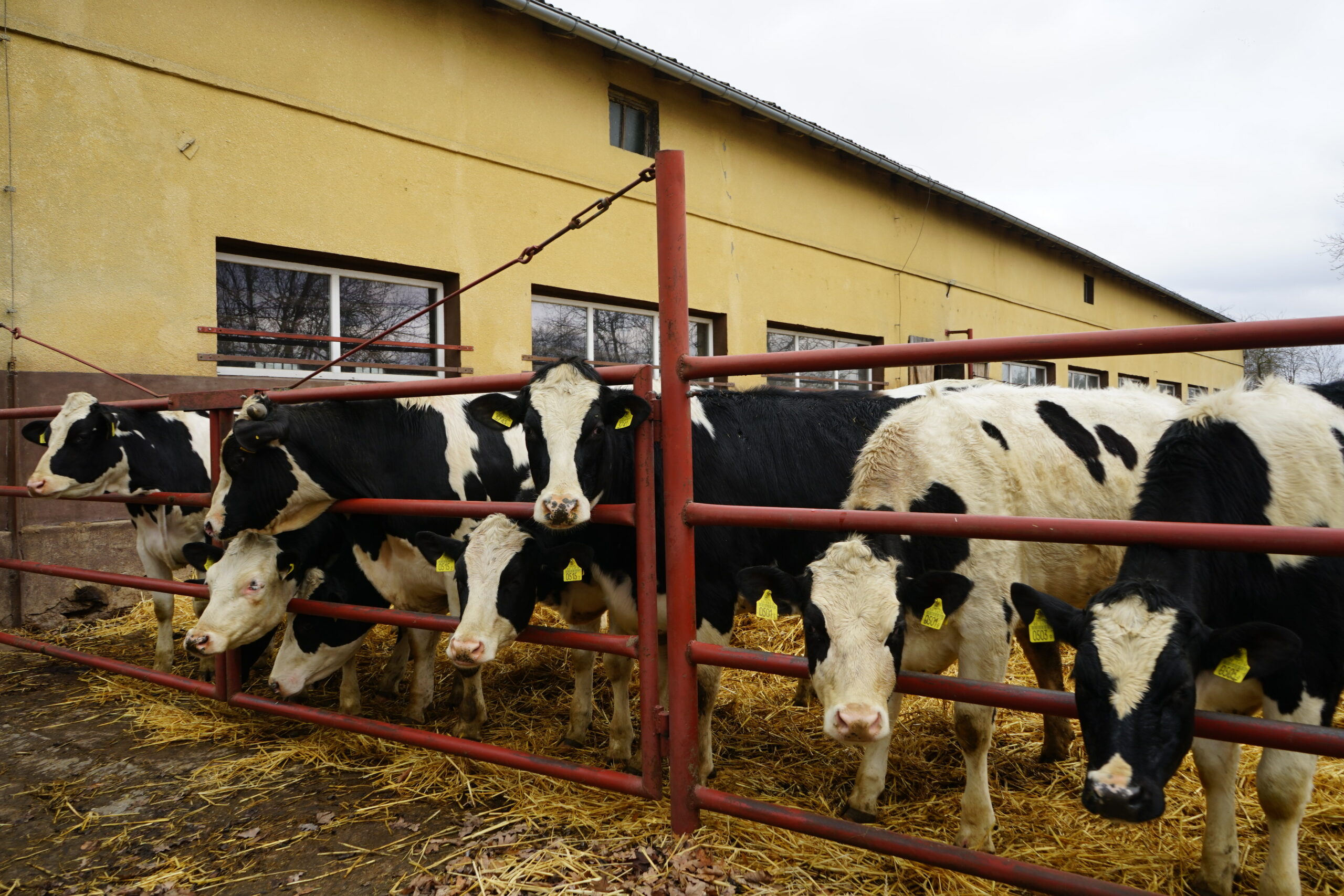 Zewnętrzna zagroda z krowami