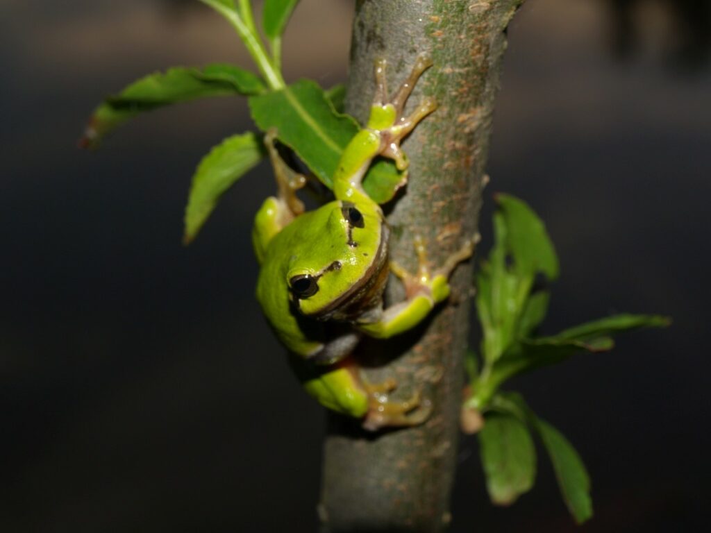 żaba na drzewie