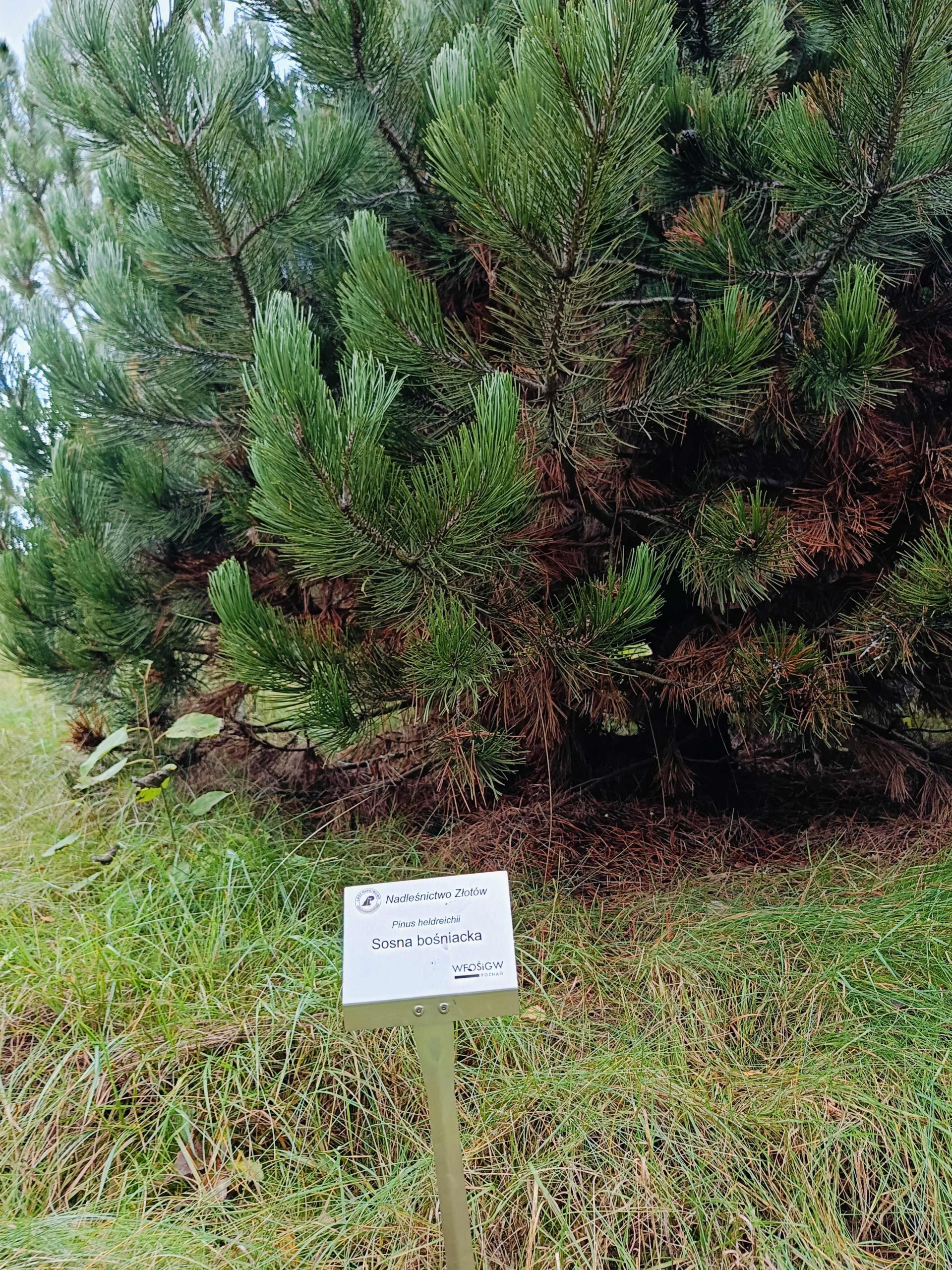 Drzewa z tabliczkami informacyjnymi