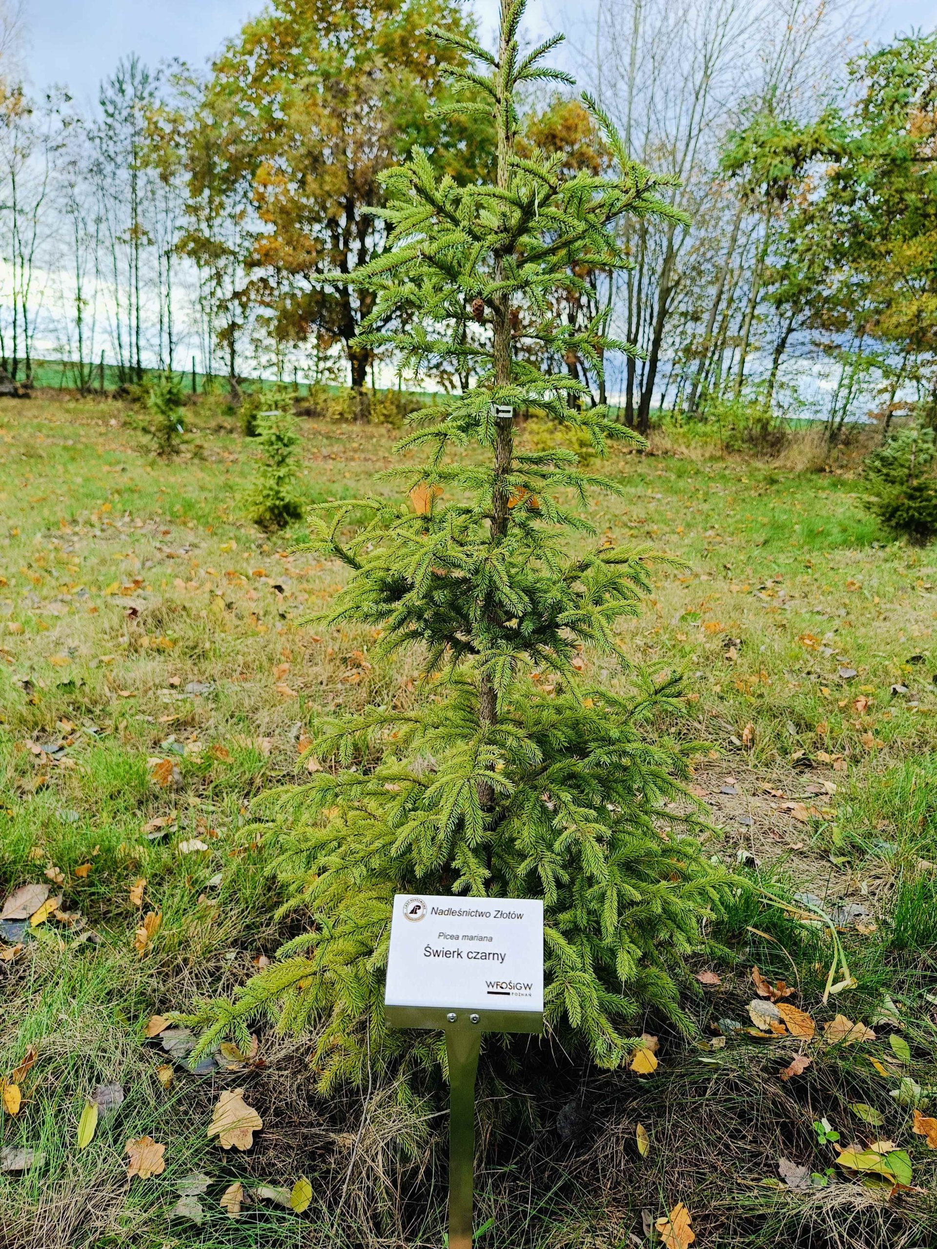 Drzewa z tabliczkami informacyjnymi