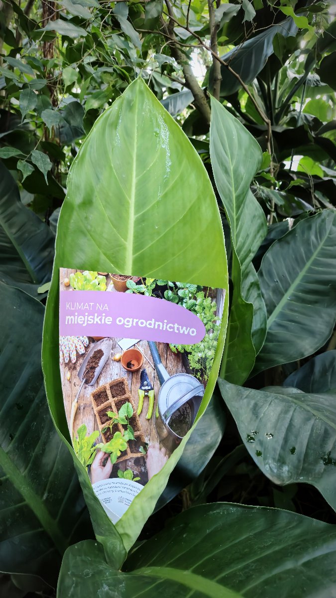 Zdjęcie przedstawia broszury informacyjne na tle dużego zielonego liścia.