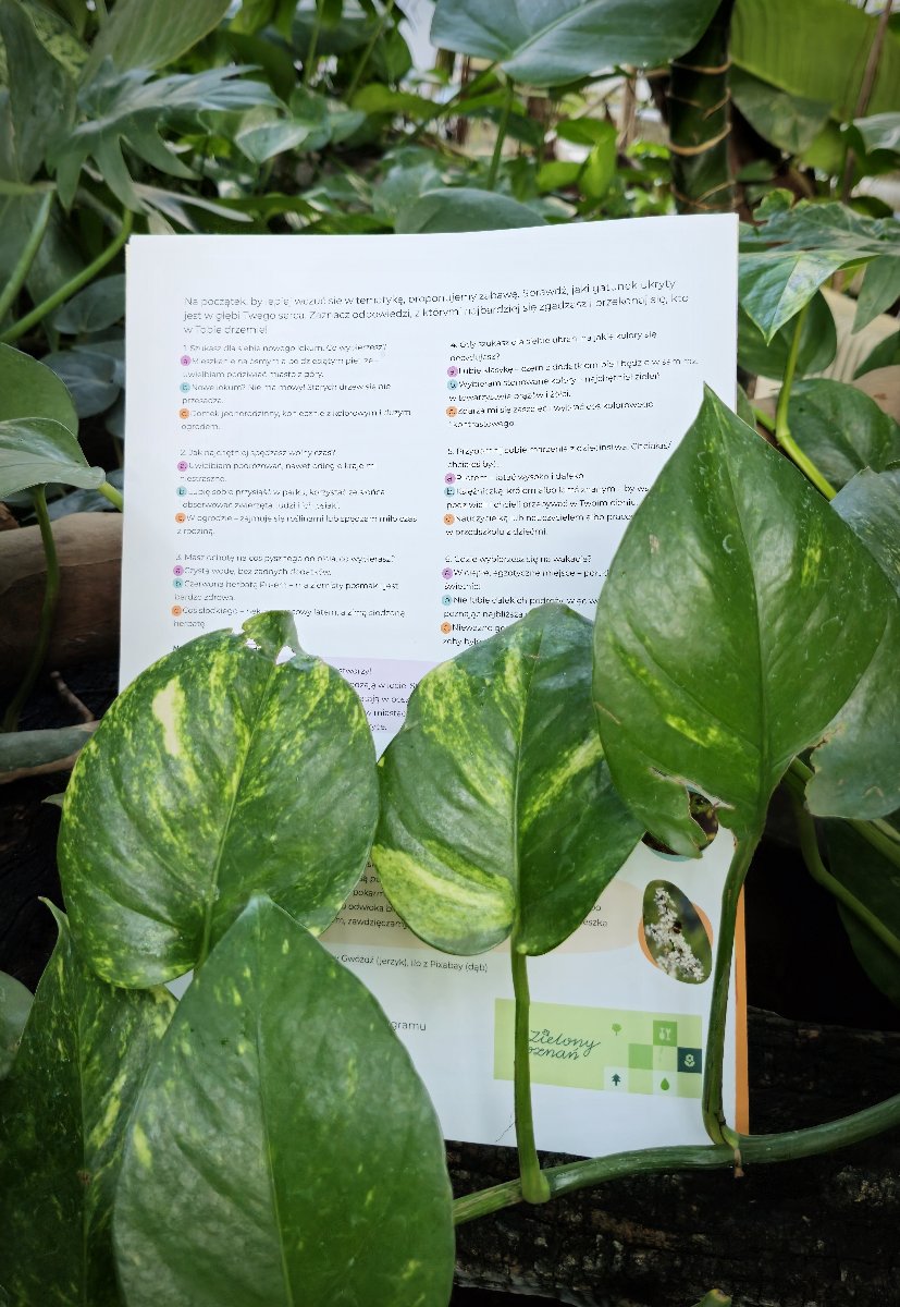 Zdjęcie przedstawia broszury informacyjne na tle kwiatów doniczkowych, a na nie nachodzą liście kwiatów.