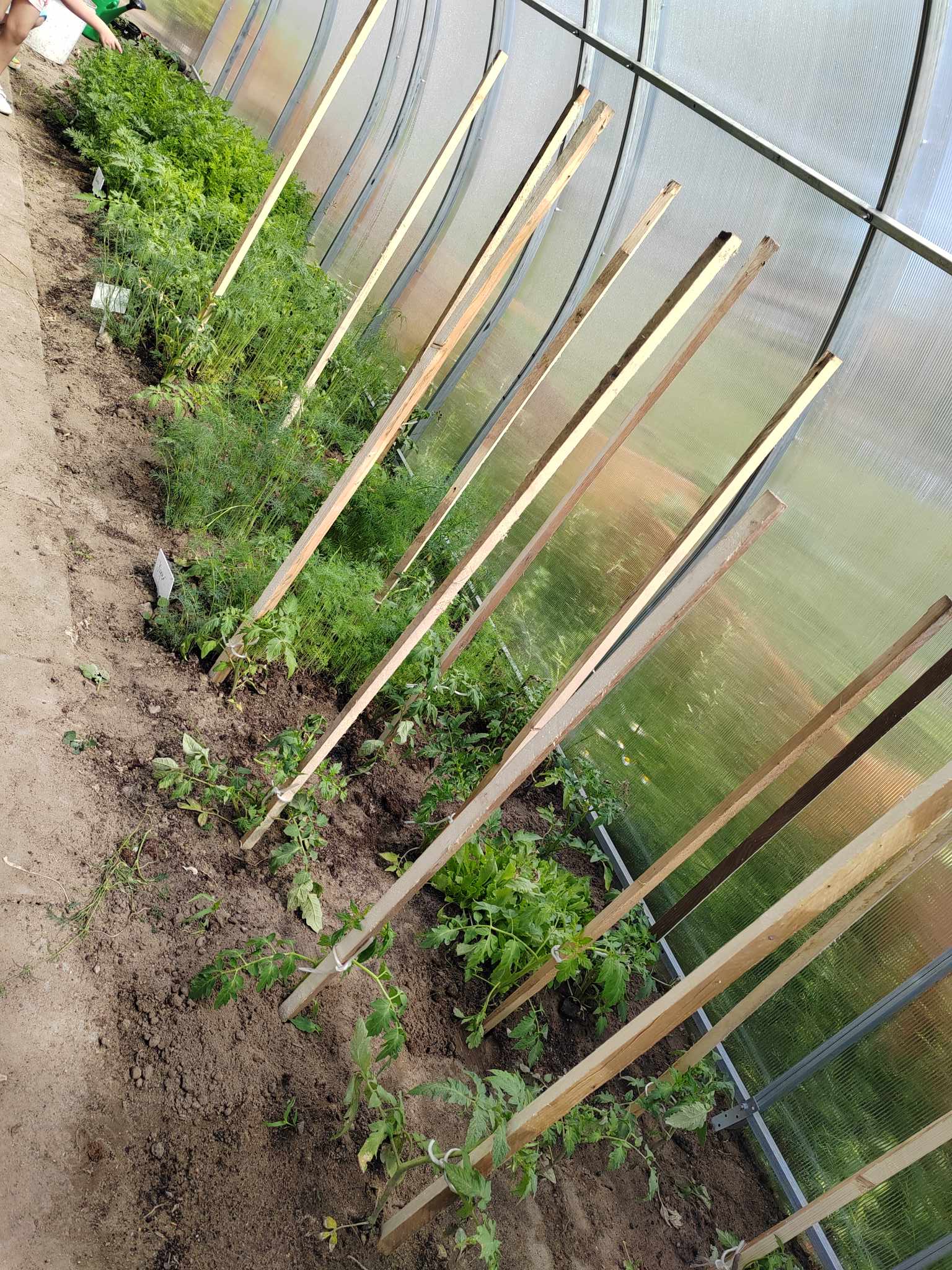 Zdjęcie przedstawia rosnące w szklarni rośliny i powbijane drewniane tyczki, aby rośliny pnące mogły się po nich wspinać.