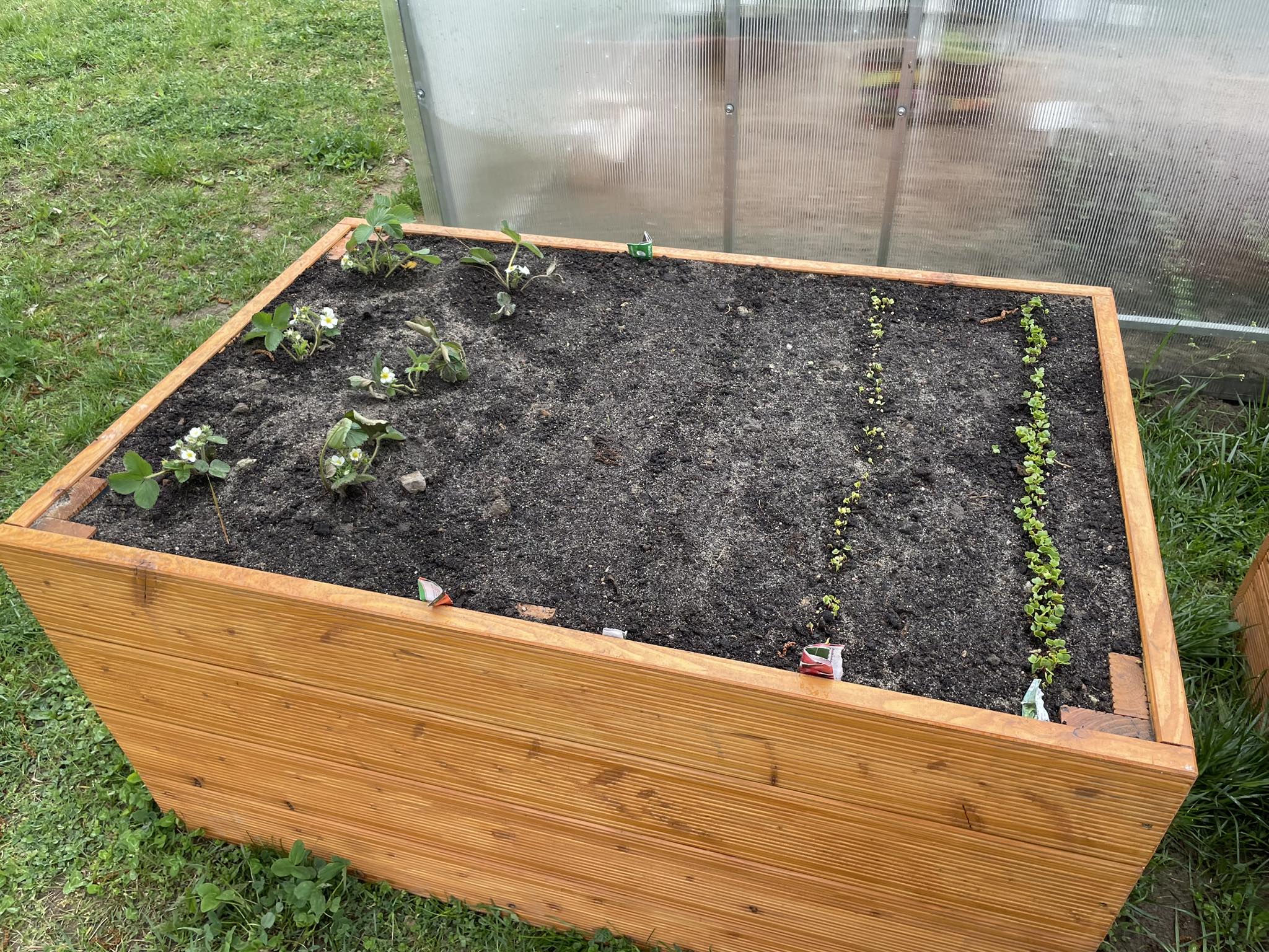 Na zdjęciu drewniana skrzynia ogrodowa z małymi roślinami.