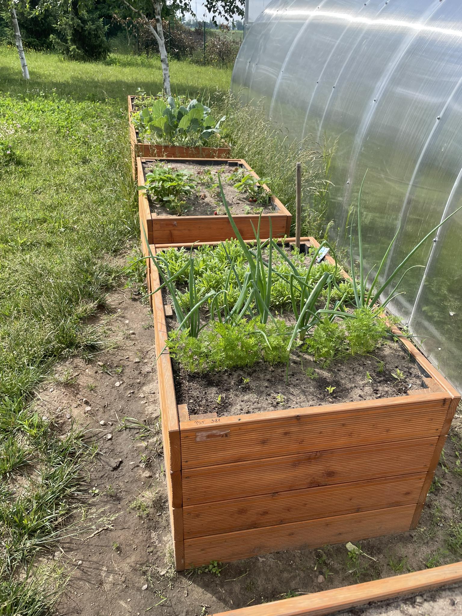 Na zdjęciu widać drewniane skrzynie ogrodowe, stojące przed szklarnia, a w nich rosnące rośliny.