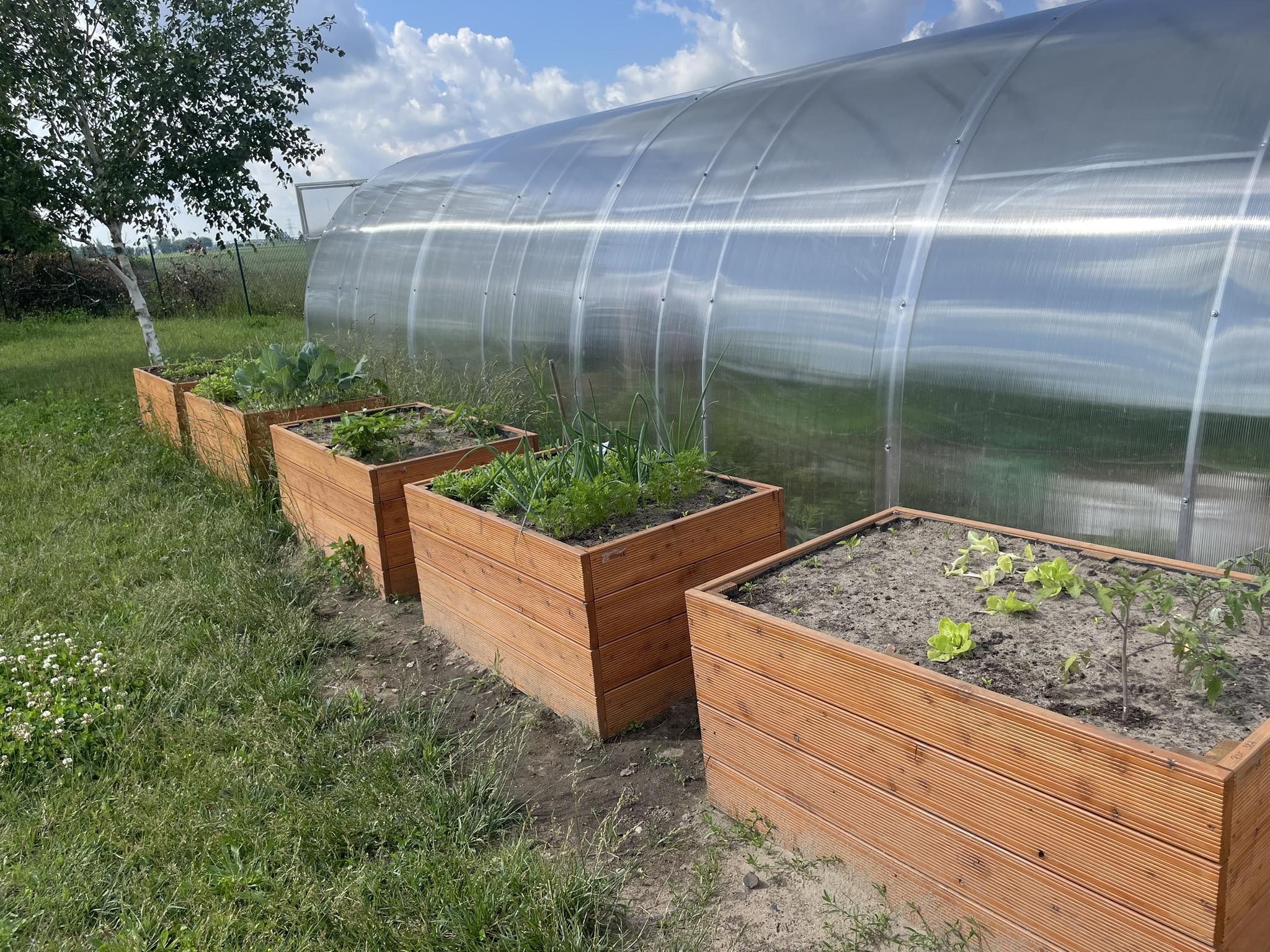 Zdjęcie przedstawia szklarnię w ogrodzie przedszkolnym, a przed szklarnią drewniane skrzynie z zasianymi roślinami.