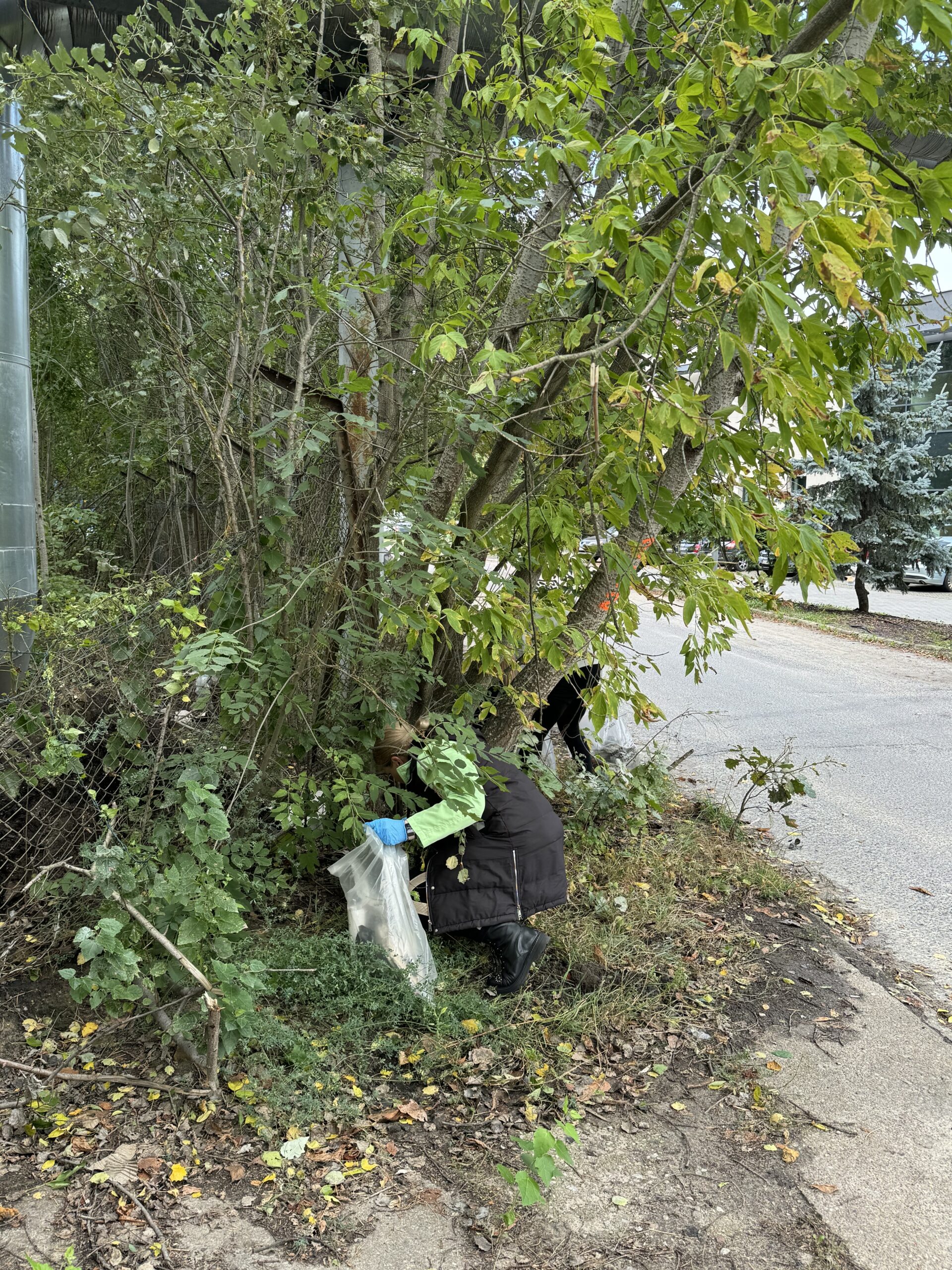 Sprzątanie świata 2024 - 1 osoba schyla się i zbiera śmieci porozrzucane pod drzewami.