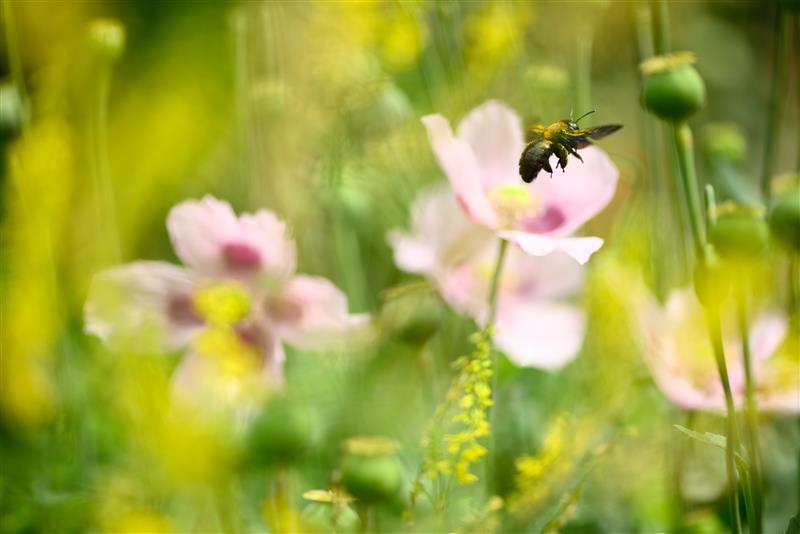 zdjęcie przedstawia łąkę kwietną i pszczołę.