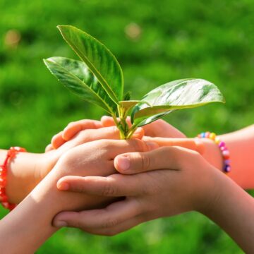 dłonie trzymające roślinę